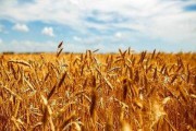 خرید تضمینی گندم در کشور از مرز ۵ میلیون تن گذشت