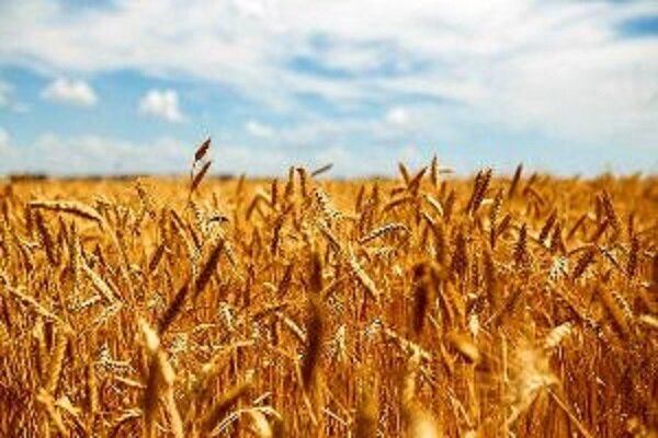 دولت مطالبات گندم‌کاران را پرداخت کند