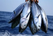 تکثیر و پرورش بیش از ۲۰۰ نژاد ماهی قرمز در کشور