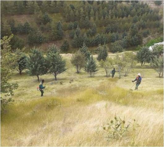 260 هکتار از ارتفاعات شمال تهران علف تراشی شد