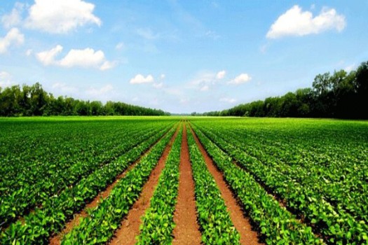 تولید محصولات کشاورزی باید صادرات محور باشد