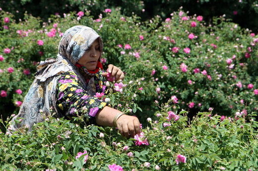 ایجاد ۱۳۵ هزار فعالیت اقتصادی با وام اشتغال روستایی