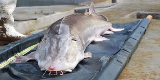 صادرات ۵.۵ تنی خاویار به ۳۳ کشور جهان