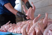 افزایش ۲۷درصدی خرید مرغ مازاد مرغداران