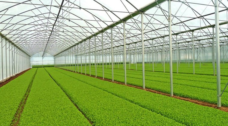 پرداخت ۵۰ هزار میلیارد ریال تسهیلات گلخانه‌ای