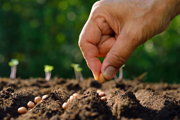 ترخیص بذور علوفه با ارز ترجیحی انجام می‌شود