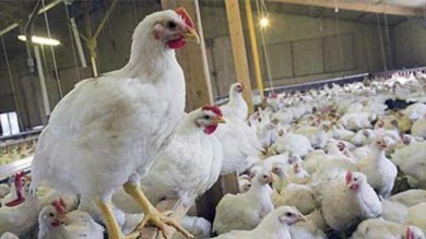 فروش تخم مرغ درب واحدهای تولیدی زیر قیمت مصوب