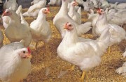 درخواست عرضه بیش‌تر مرغ در مراکز عرضه توسط مردم