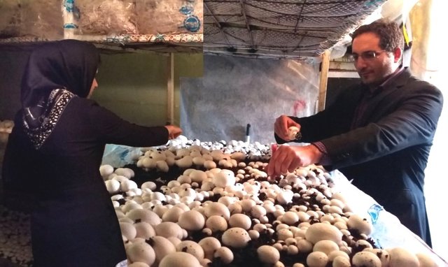 صادرات ۲.۱میلیون دلاری قارچ در نیمه نخست امسال