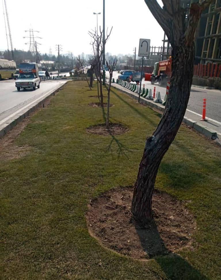 توزیع نهال رایگان در بین شهروندان شمال تهران آغاز شد