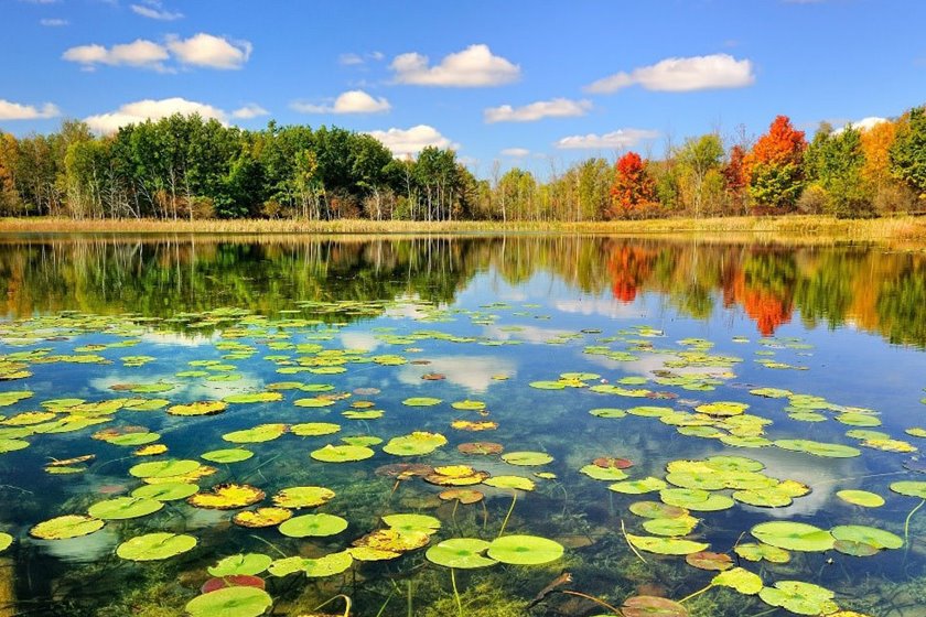 تالاب انزلی به نام سازمان جنگل‌ها سند خورد