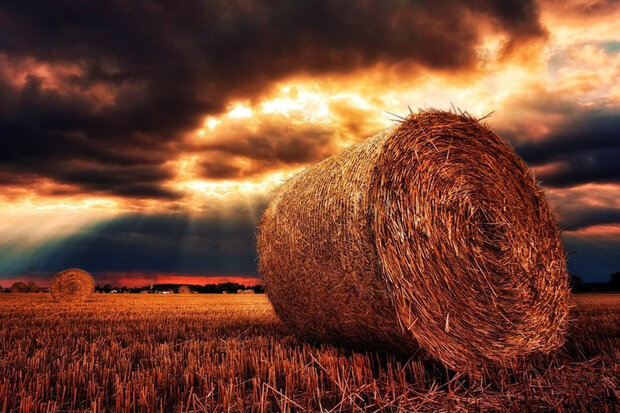 چین واردات یونجه خشک از استرالیا را متوقف کرد