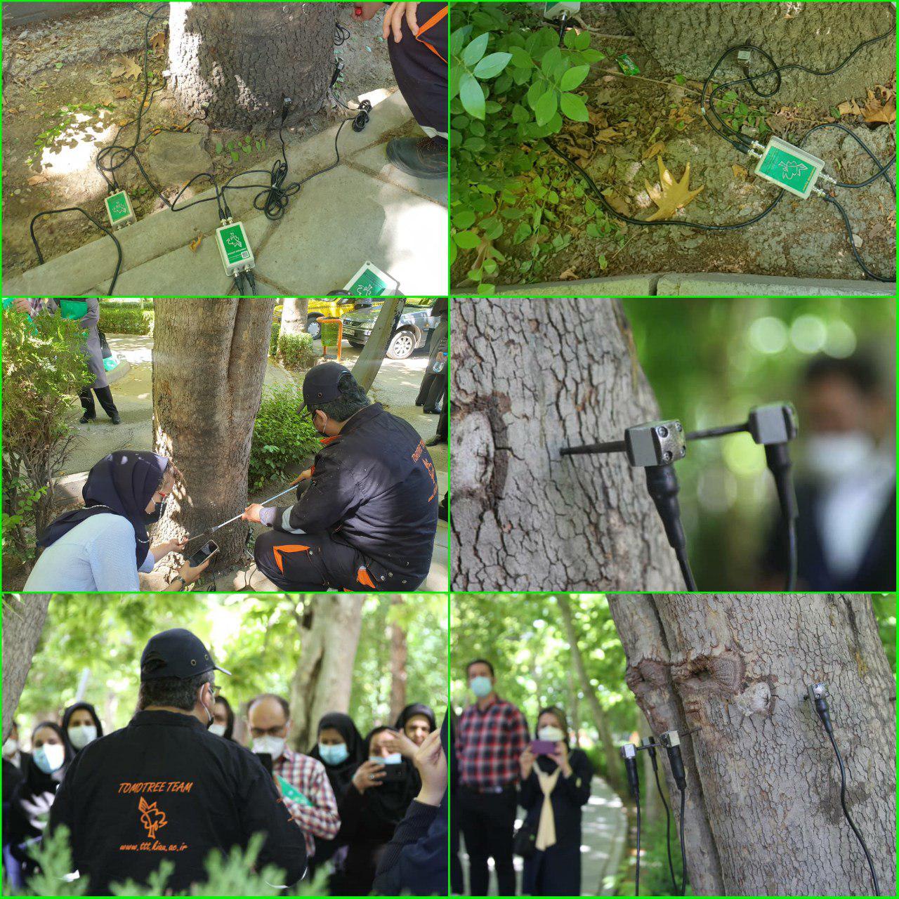 اسکن درختان کهنسال در منطقه شش تهران