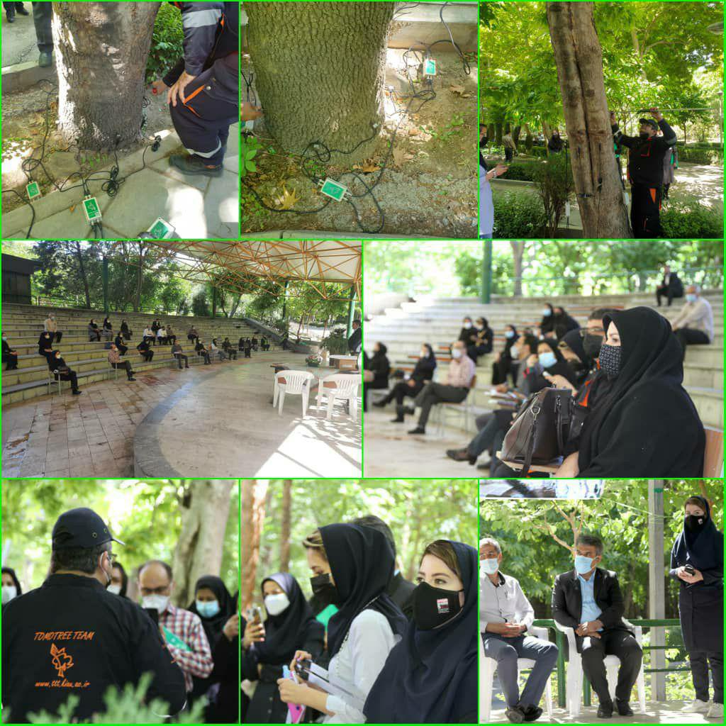 اسکن درختان کهنسال در منطقه شش تهران