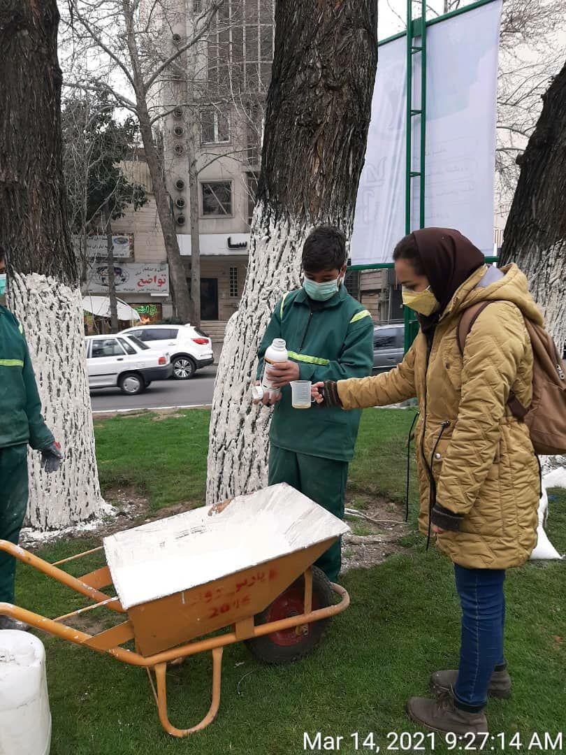 آفت درختان نارون در شمال تهران کنترل شد