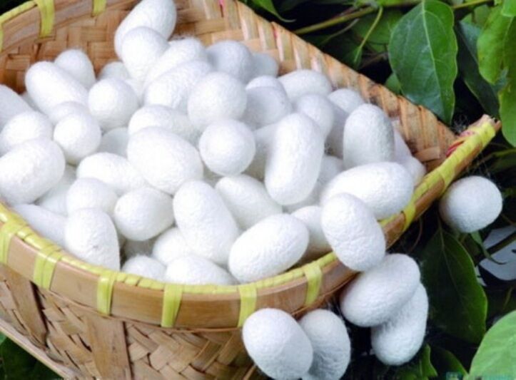 تولید یک‌هزار و ۷۵۰ تن پیله تر ابریشم در پرورش بهاره