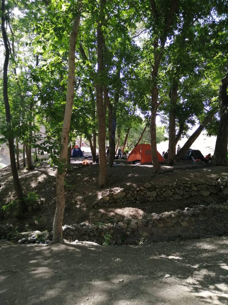 اجرای طرح پاکسازی جنگل کارا در منطقه2