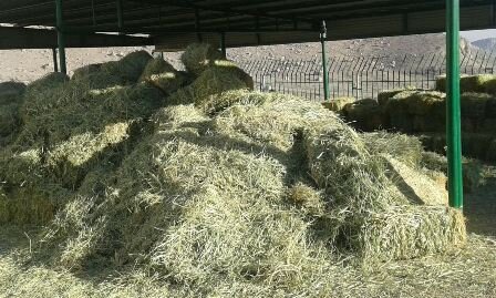 تولید علوفه ۴۰درصد کاهش یافت