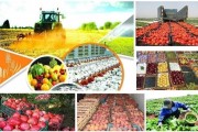 صادرات محصولات کشاورزی به لحاظ وزنی کاهش یافت