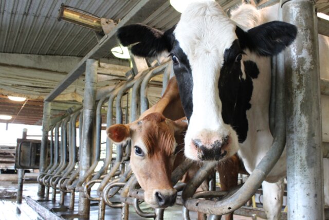 حمایت دولت از تولیدکنندگان داروهای دامی ضعیف است