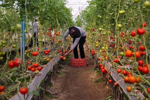 برپایی بازارچه عرضه گل و گیاه در منطقه ۲ تهران