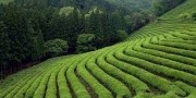 بانک توسعه تعاون۳۵۰ میلیارد ریال تسهیلات به صنعت چای پرداخت کرد