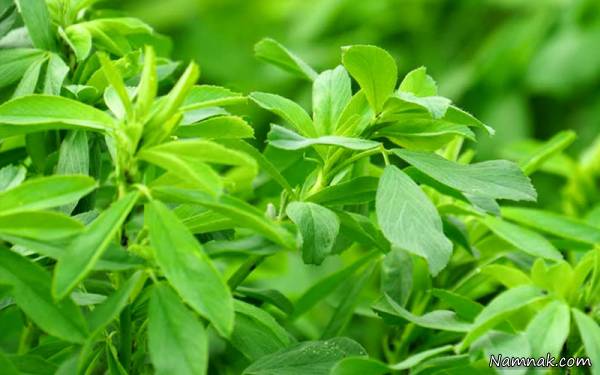 ۱۵۰هزار تن یونجه از روسیه وارد می‌شود