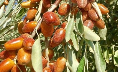 ۱۳۷۱ تن محصول سنجد از باغات آذربایجان شرقی برداشت می‌شود