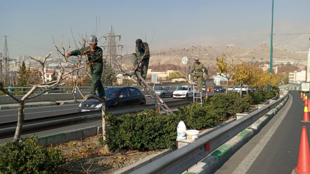 آغاز عملیات هرس زمستانه درختان بزرگراه‌ها و معابر منطقه۲