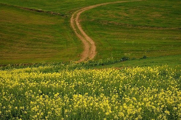 آغاز خرید تضمینی دانه‌ روغنی سویا از کشاورزان