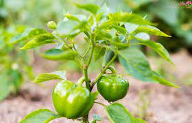 مشکل صادرات فلفل دلمه ای هرمزگان به زودی رفع می شود