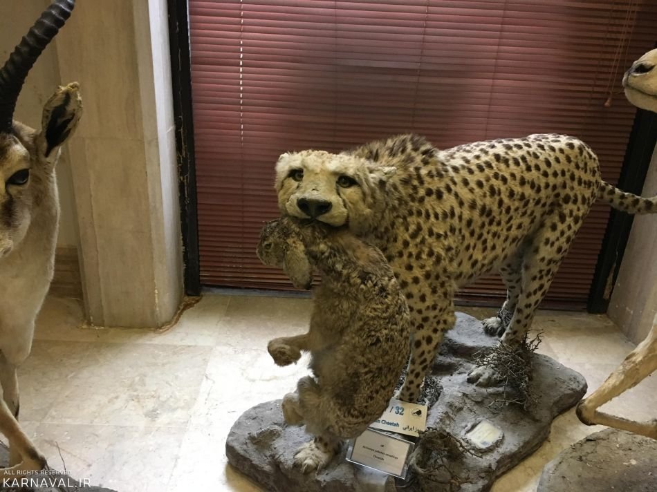 کارگاه‌های عملی آموزش‌های زیست محیطی در موزه دارآباد برگزار شد