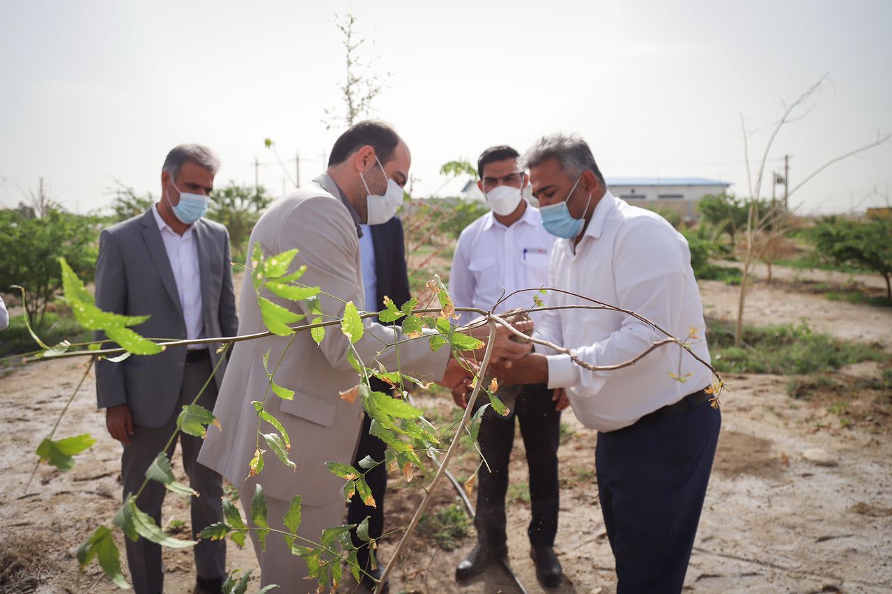 نکوداشت روز درختکاری در منطقه ویژه اقتصادی لامرد