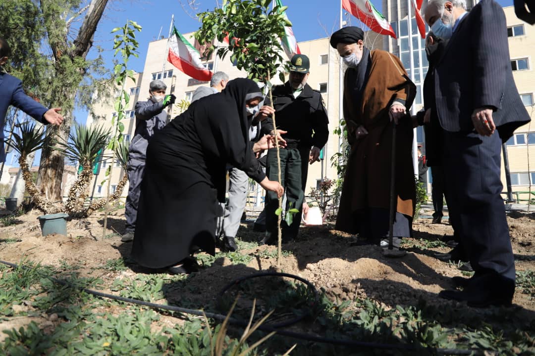 کاشت نهال مرکبات در شهرداری منطقه 7 تهران