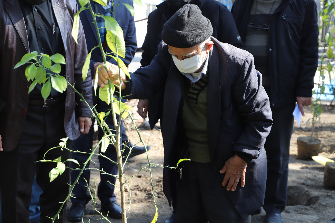 اجرای طرح کاشت نهال رایگان در منازل شهروندان منطقه2 تهران