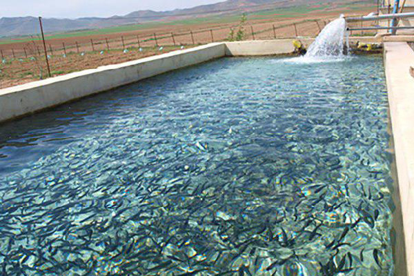 صادارت ۱۸۶ هزار تن آبزیان در ۱۱ ماهه ۱۴۰۲