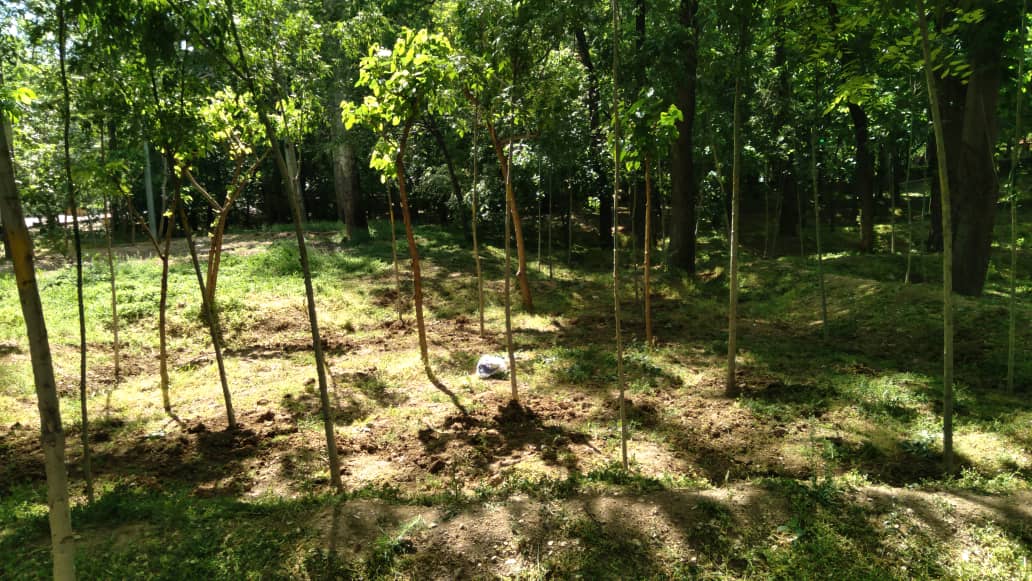 نهال‌های پارکینگ عمومی چیذربه بوستان قیطریه منتقل شد