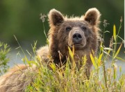 یک قلاده خرس زخمی در شهرستان هوراند تلف شد