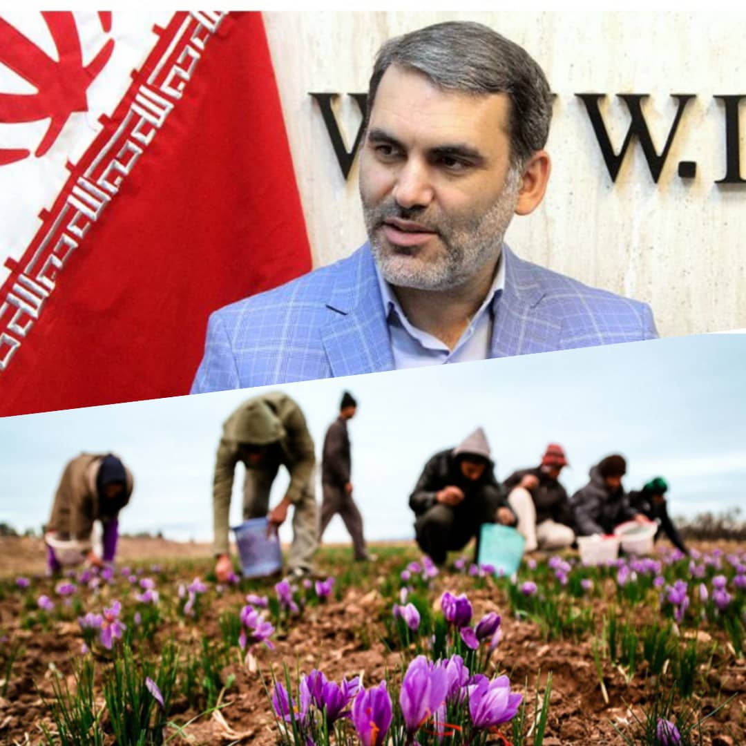 مافیای زعفران با قاچاق آن، میزان رسمی صادرات را کاهش می دهند