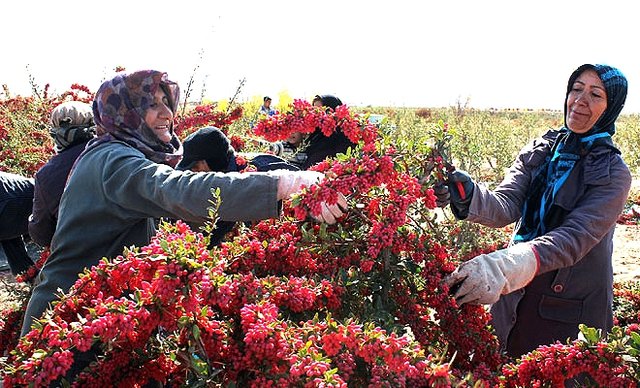 ۱۰ هزار صندوق اعتبار محلی ایجاد می‌شود