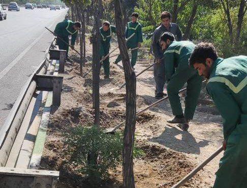 ۴۰۰ هزار مترمربع از بوستان‌های شمال تهران در طرح خدمت باز پیرایی شد