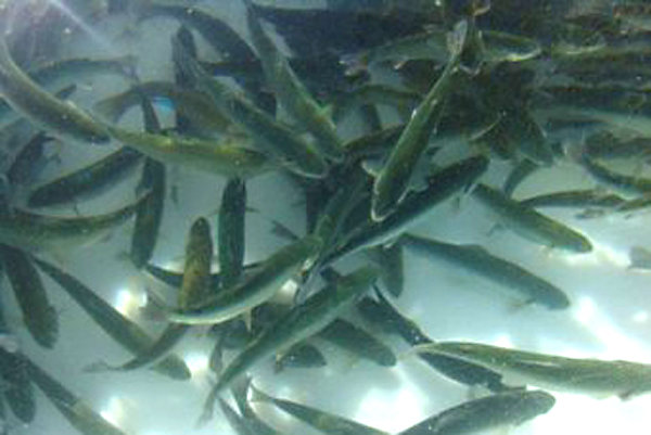 افکار عمومی که با آدرس‌های غلط نگران مصرف تیلاپیا شدند باید بازسازی شود