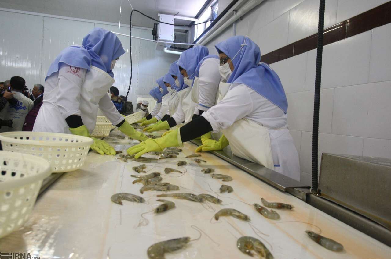 انجام مطالعه برای اجرایی شدن طرح ۶ هزار هکتاری پرورش میگو و ماهیان خاویاری