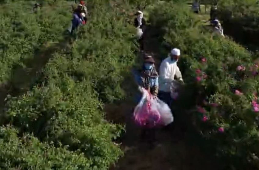 نخستین جشنواره گلابگیری استان تهران در اسلامشهر گشایش یافت