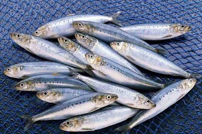 تولید بیش از ۶ میلیون و ۲۰۰ هزار تن در سال ۲۰۲۰