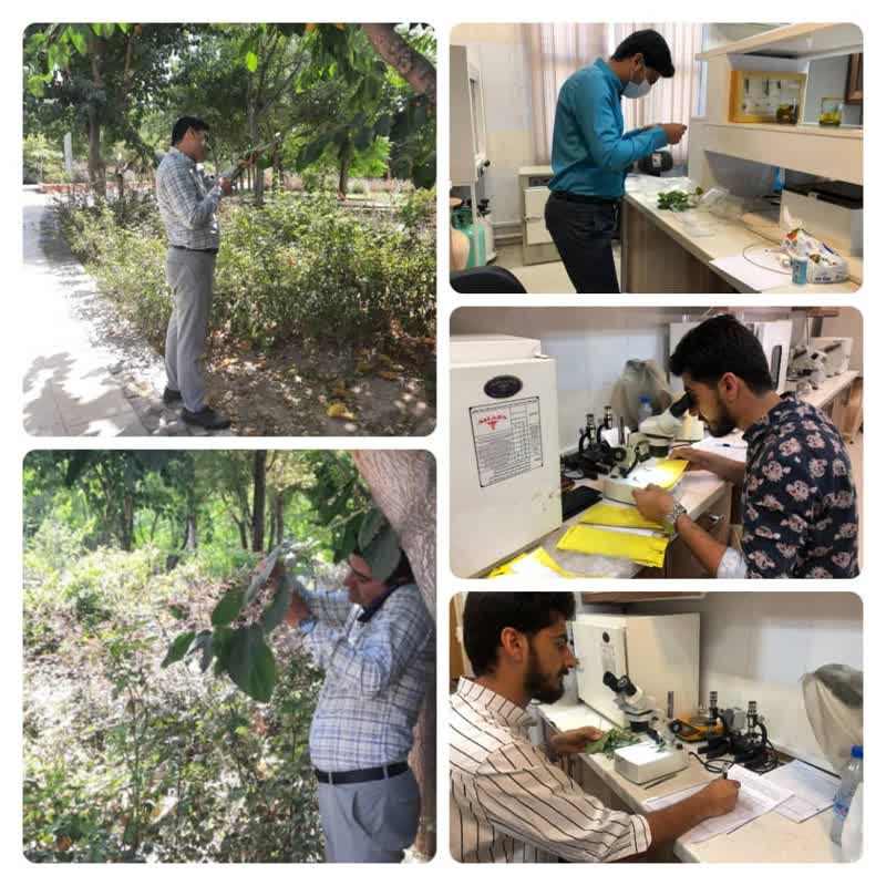 کنترل آفت سفیدبالک در فضای سبز منطقه ۲۰