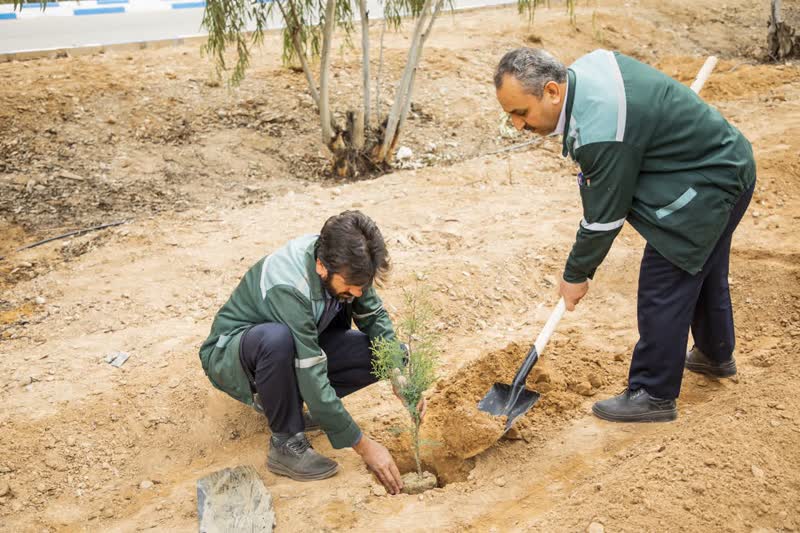 مدیران و کارکنان شرکت فولاد آلیاژی ایران نهال غرس کردند