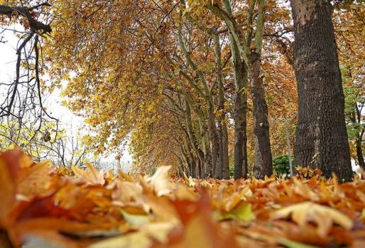 برپایی گذر سمفونی پاییز در بوستان فدک منطقه2