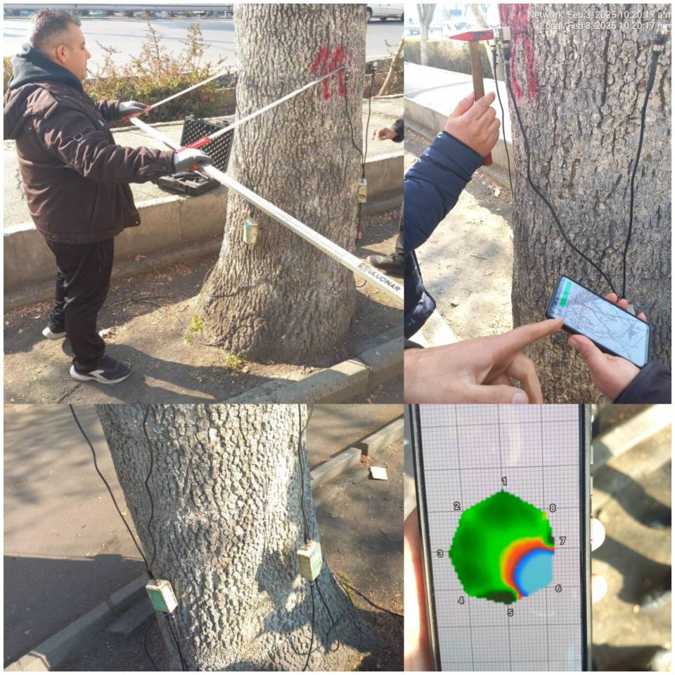 اجرای طرح توموگرافی درختان پرخطر در منطقه