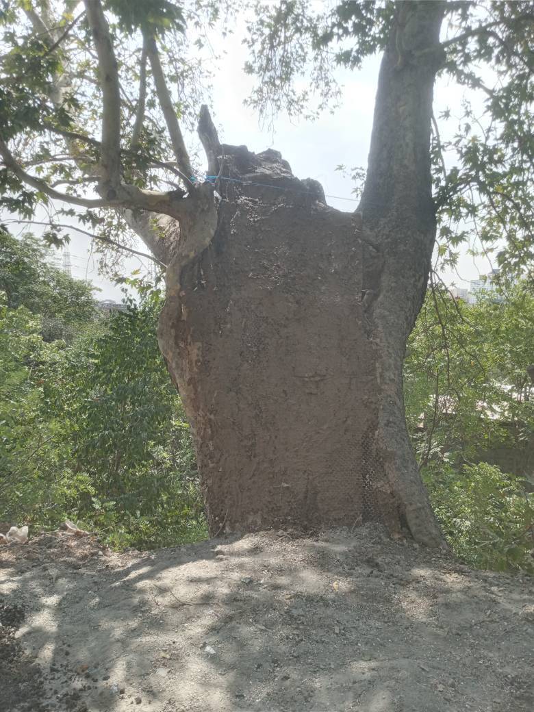 نجات چنار کهن‌سال فرحزاد